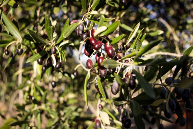 Oueslatia : la nature à l’état brute