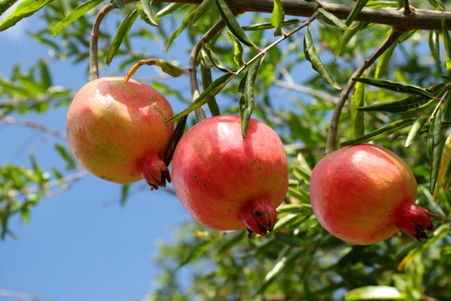 Matmata (Gabes) : les fruits de l’oasis